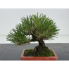 Pinus thunbergii -pino negro japonés- I-8782 vista 2