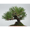 Pinus thunbergii  I-8782 view 3