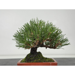 Pinus thunbergii  I-8782 view 4