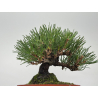 Pinus thunbergii  I-8782 view 5