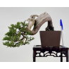 Juniperus sabina -sabina rastrera- A01334