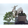 Juniperus sabina -sabina rastrera- A01334 vista 2