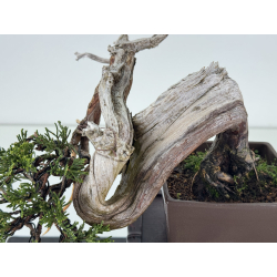Juniperus sabina -sabina rastrera- A01334 vista 3