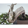 Juniperus sabina -sabina rastrera- A01334 vista 3
