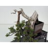 Juniperus sabina -sabina rastrera- A01334 vista 4
