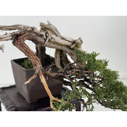 Juniperus sabina -sabina rastrera- A01334 vista 5