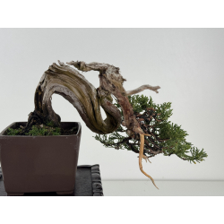 Juniperus sabina -sabina rastrera- A01334 vista 6