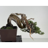 Juniperus sabina -sabina rastrera- A01334 vista 6