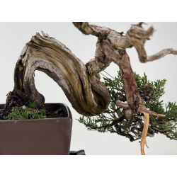 Juniperus sabina -sabina rastrera- A01334 vista 7