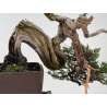Juniperus sabina -sabina rastrera- A01334 vista 7