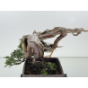Juniperus sabina -sabina rastrera- A01334 vista 8