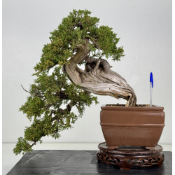 Juniperus sabina -sabina rastrera- A01337