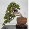 Juniperus sabina -sabina rastrera- A01337