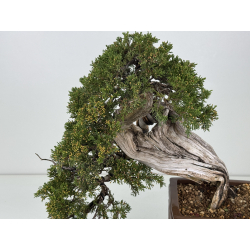 Juniperus sabina -sabina rastrera- A01337 vista 2