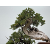 Juniperus sabina -sabina rastrera- A01337 vista 3