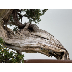 Juniperus sabina A01337 view 4