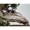 Juniperus sabina -sabina rastrera- A01337 vista 4