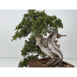 Juniperus sabina -sabina rastrera- A01337 vista 5