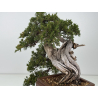 Juniperus sabina -sabina rastrera- A01337 vista 5
