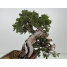 Juniperus sabina -sabina rastrera- A01337 vista 6