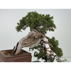 Juniperus sabina A01337 view 7