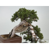 Juniperus sabina -sabina rastrera- A01337 vista 7