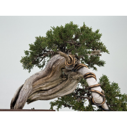 Juniperus sabina A01337 view 8