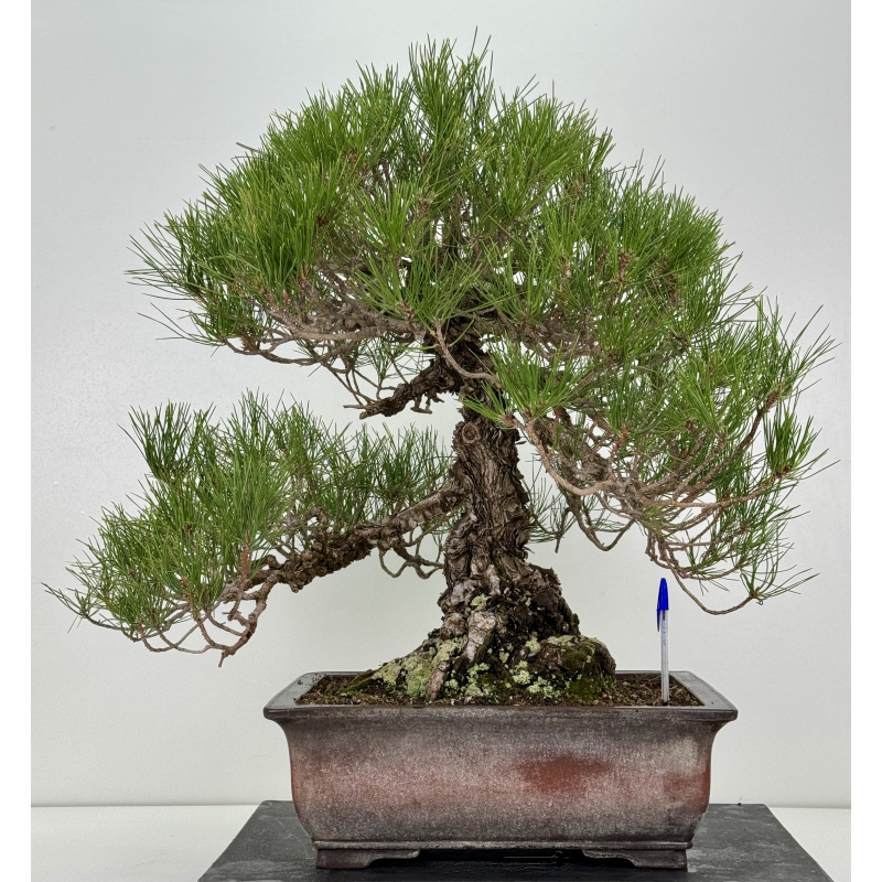 Pinus thunbergii -pino negro japonés- I-8785