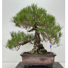 Pinus thunbergii -pino negro japonés- I-8785