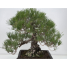 Pinus thunbergii -pino negro japonés- I-8785 vista 2