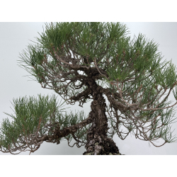 Pinus thunbergii -pino negro japonés- I-8785 vista 3