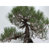 Pinus thunbergii  I-8785 view 3