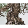 Pinus thunbergii  I-8785 view 4