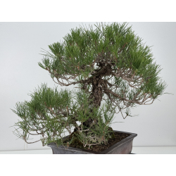 Pinus thunbergii  I-8785 view 4