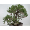 Pinus thunbergii  I-8785 view 4