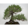 Pinus thunbergii  I-8785 view 5