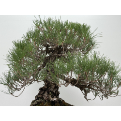 Pinus thunbergii -pino negro japonés- I-8785 vista 7