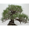 Pinus thunbergii  I-8785 view 7