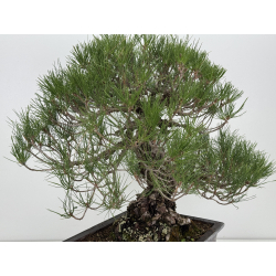 Pinus thunbergii  I-8785 view 8