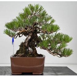 Pinus thunbergii  I-8784