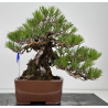 Pinus thunbergii -pino negro japonés- I-8784