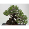 Pinus thunbergii -pino negro japonés- I-8784 vista 2