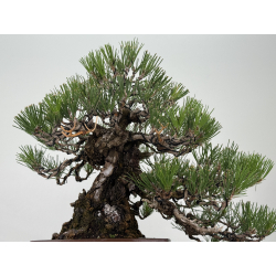 Pinus thunbergii  I-8784 view 3