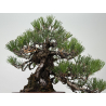 Pinus thunbergii -pino negro japonés- I-8784 vista 3