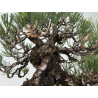 Pinus thunbergii  I-8784 view 4
