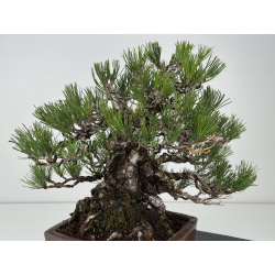 Pinus thunbergii -pino negro japonés- I-8784 vista 5
