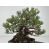 Pinus thunbergii -pino negro japonés- I-8784 vista 5