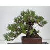 Pinus thunbergii  I-8784 view 6