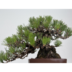 Pinus thunbergii -pino negro japonés- I-8784 vista 7