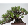 Pinus thunbergii  I-8784 view 7